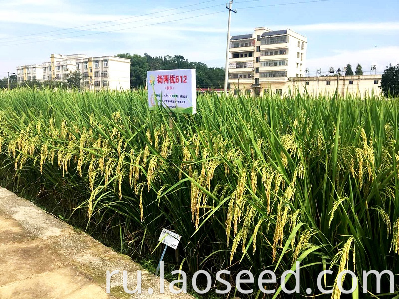 Yangliangyou 612 Rice seeds